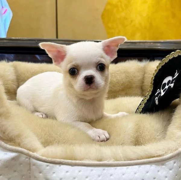 Chihuahua Toy cuccioli maschio e femmina