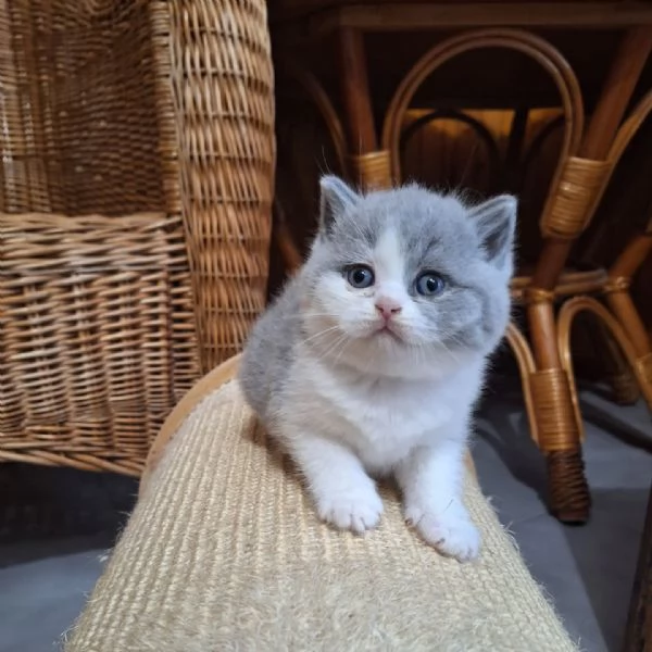 BELLISSIMI Gatti British shorthair | Foto 0