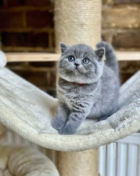 Cuccioli British Shorthair | Foto 0