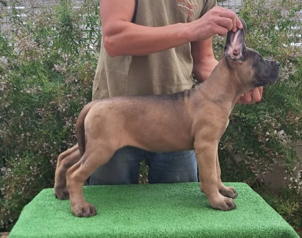 Cane Corso  | Foto 5