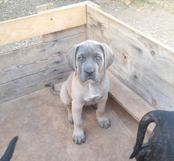 Cane Corso  | Foto 4