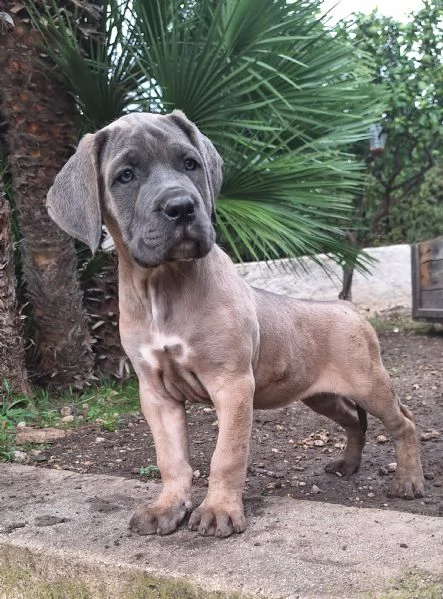 Cane Corso 