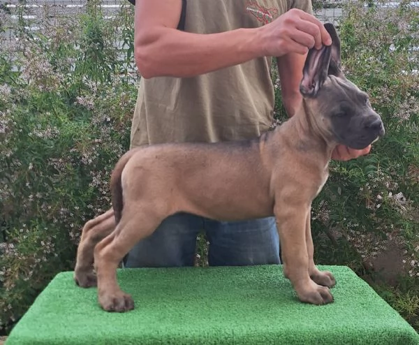Cane Corso  | Foto 3
