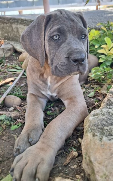 Cane Corso  | Foto 2