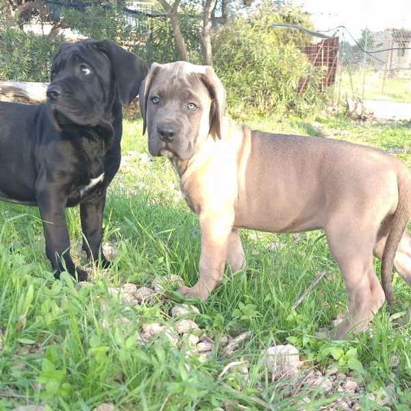 Cane Corso  | Foto 1