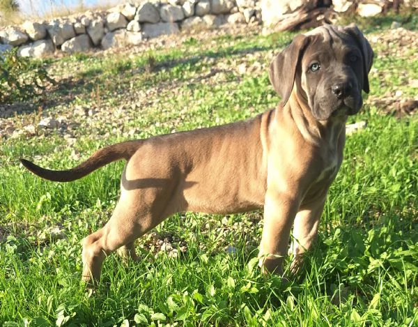 Cane Corso  | Foto 0