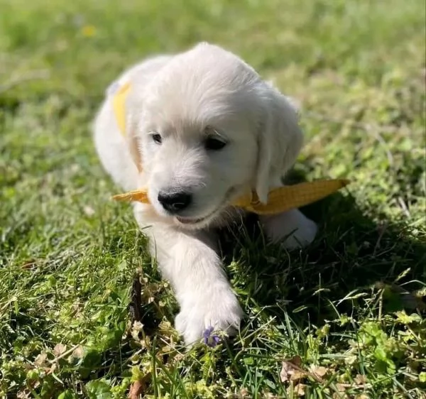 Cucciole di Golden retriever di circa 3 mesi