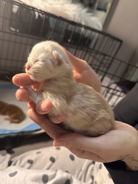 Cucciolo Maine Coon  Albus 