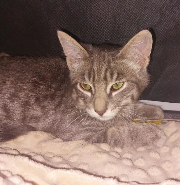 2 gattini maschi  | Foto 1