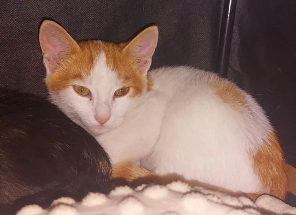 2 gattini maschi  | Foto 0