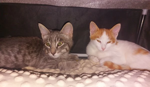 2 gattini maschi 