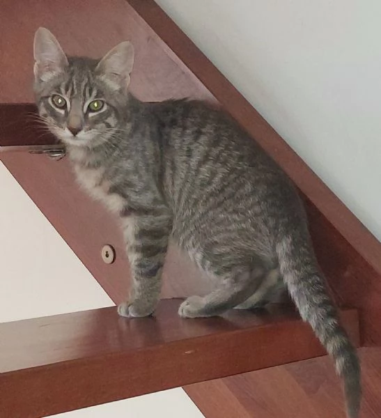 3 bellissimi gattini  | Foto 1