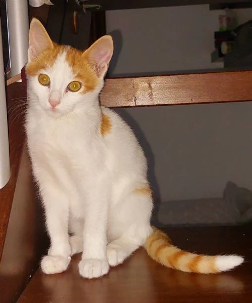 3 bellissimi gattini  | Foto 0