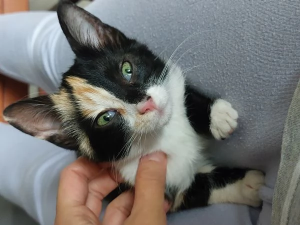 3 bellissimi gattini 