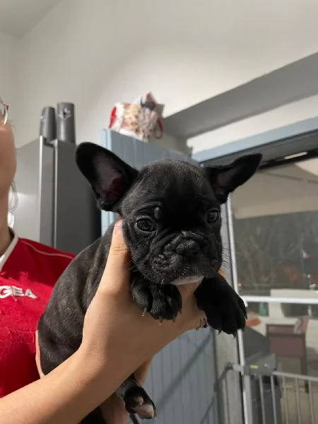 Bellissimi cuccioli di bulldog francese  | Foto 12