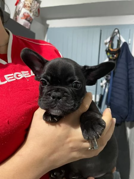 Bellissimi cuccioli di bulldog francese  | Foto 11