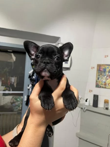 Bellissimi cuccioli di bulldog francese  | Foto 9