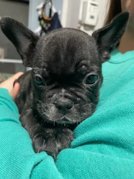 Bellissimi cuccioli di bulldog francese  | Foto 6