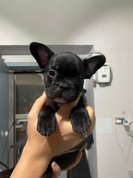 Bellissimi cuccioli di bulldog francese  | Foto 0
