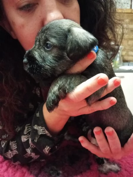 Cuccioli di Zwergschnauzer pepe e sale | Foto 4