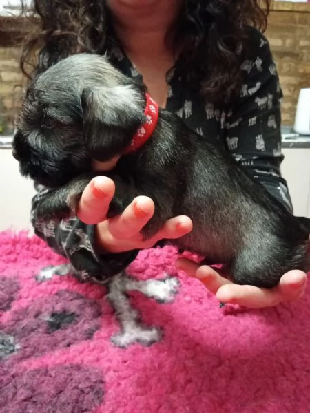 Cuccioli di Zwergschnauzer pepe e sale | Foto 3