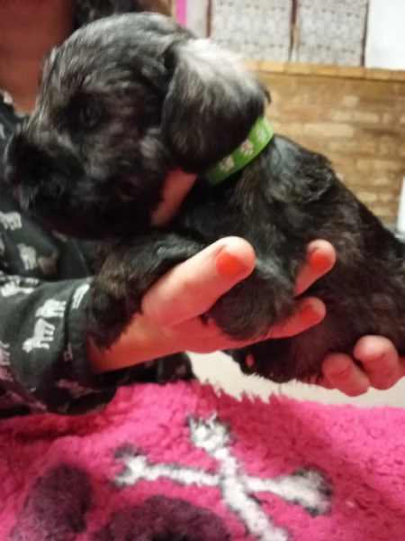 Cuccioli di Zwergschnauzer pepe e sale | Foto 2