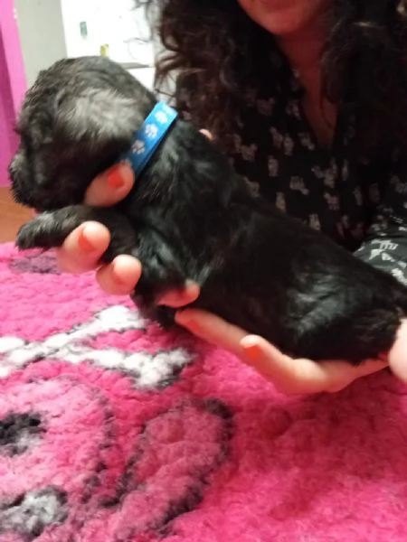 Cuccioli di Zwergschnauzer pepe e sale | Foto 1