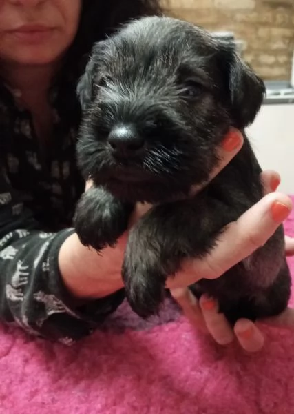 Cuccioli di Zwergschnauzer pepe e sale | Foto 0