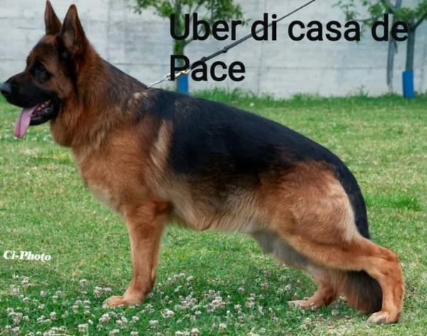 Vendesi cuccioli di pastore tedesco | Foto 0