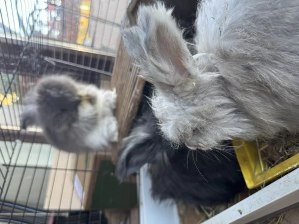 Conigli angora inglesi  | Foto 6