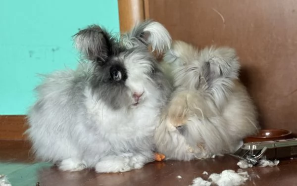 Conigli angora inglesi  | Foto 4