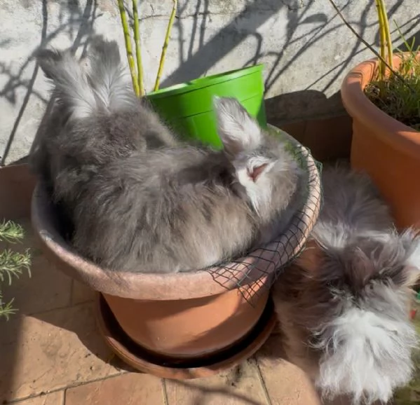 Conigli angora inglesi  | Foto 3