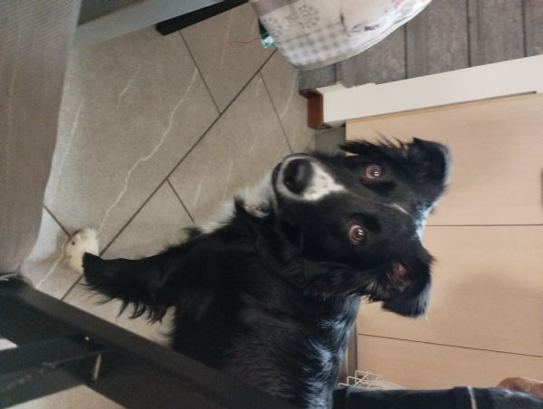 Meticcio simil border collie  | Foto 4