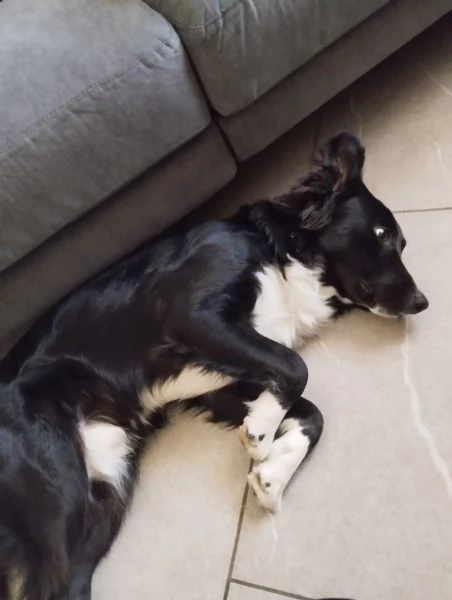 Meticcio simil border collie  | Foto 2