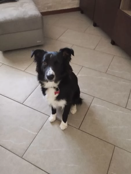 Meticcio simil border collie 