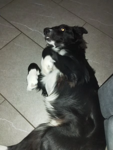 Meticcio simil border collie  | Foto 0