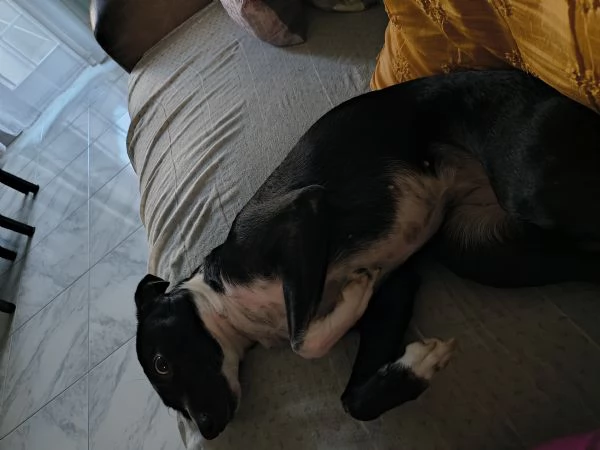 Adozione o regalo cucciolo  | Foto 2