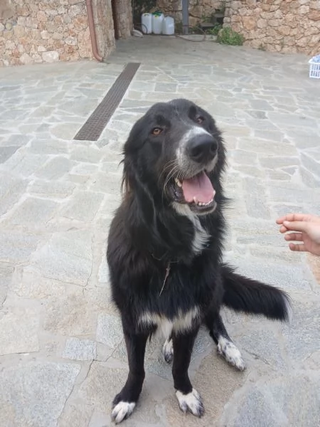 Regalo Cane Pastore Montagna Dei Pirenei nero | Foto 2
