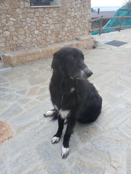 Regalo Cane Pastore Montagna Dei Pirenei nero | Foto 0