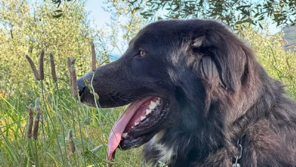 Regalo Cane Pastore Montagna Dei Pirenei nero