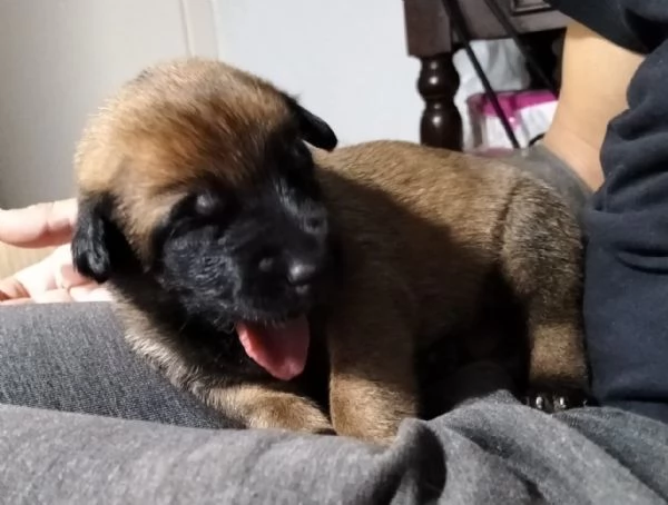 Cuccioli pastore belga malinois con pedigree ENCI | Foto 6