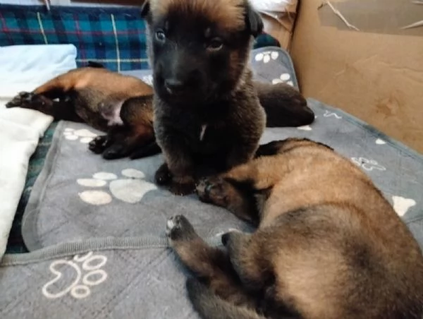 Cuccioli pastore belga malinois con pedigree ENCI | Foto 5