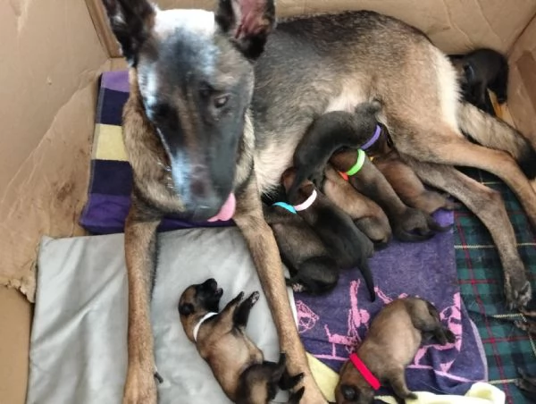 Cuccioli pastore belga malinois con pedigree ENCI | Foto 2