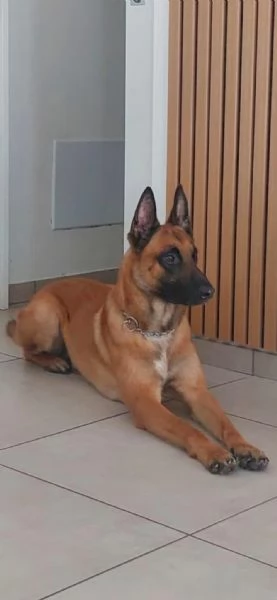 Cuccioli pastore belga malinois con pedigree ENCI | Foto 0