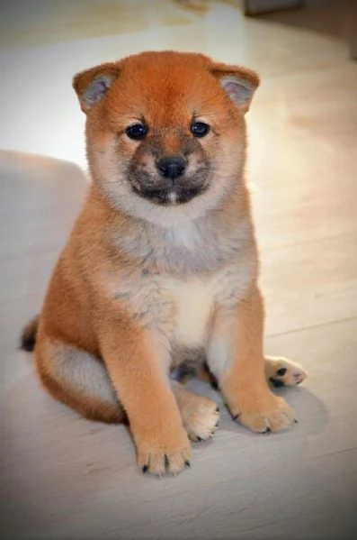 Cuccioli di Shiba Inu | Foto 6