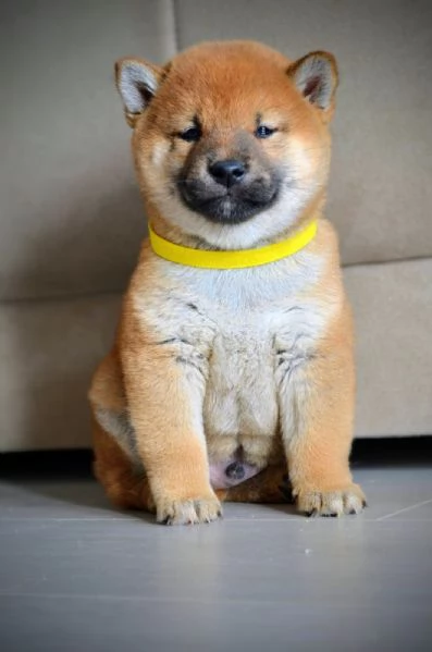 Cuccioli di Shiba Inu | Foto 2