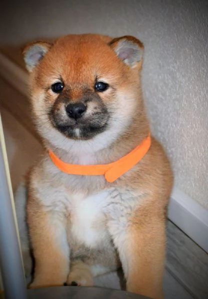 Cuccioli di Shiba Inu | Foto 1