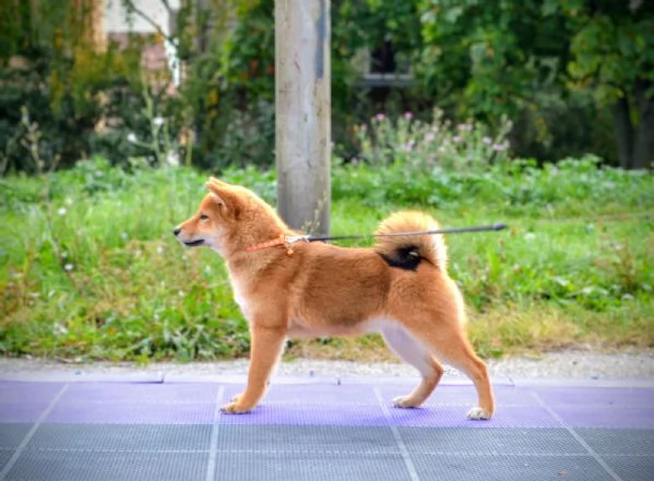 Cuccioli di Shiba Inu | Foto 0