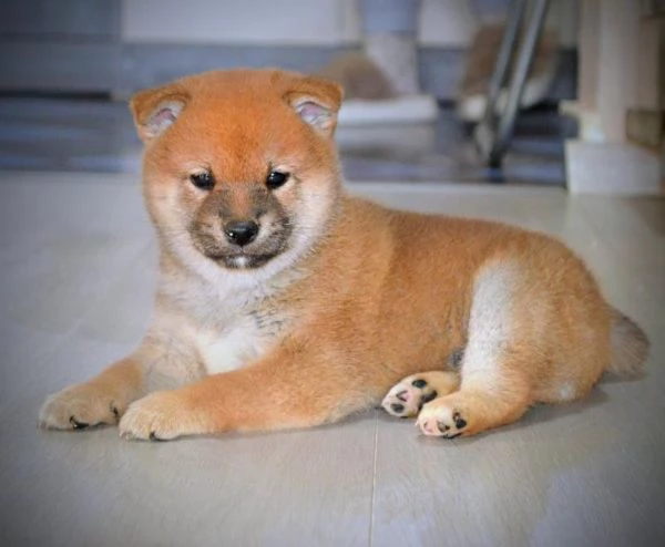 Cuccioli di Shiba Inu | Foto 3