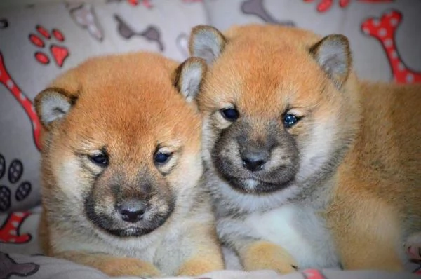 Cuccioli di Shiba Inu | Foto 2